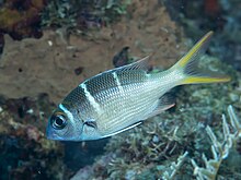 Redfin ikan air tawar (Monotaxis heterodon) (37395517851).jpg