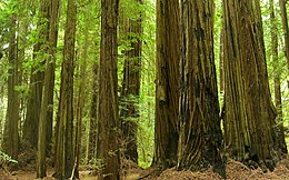 Redwood (993232132).jpg