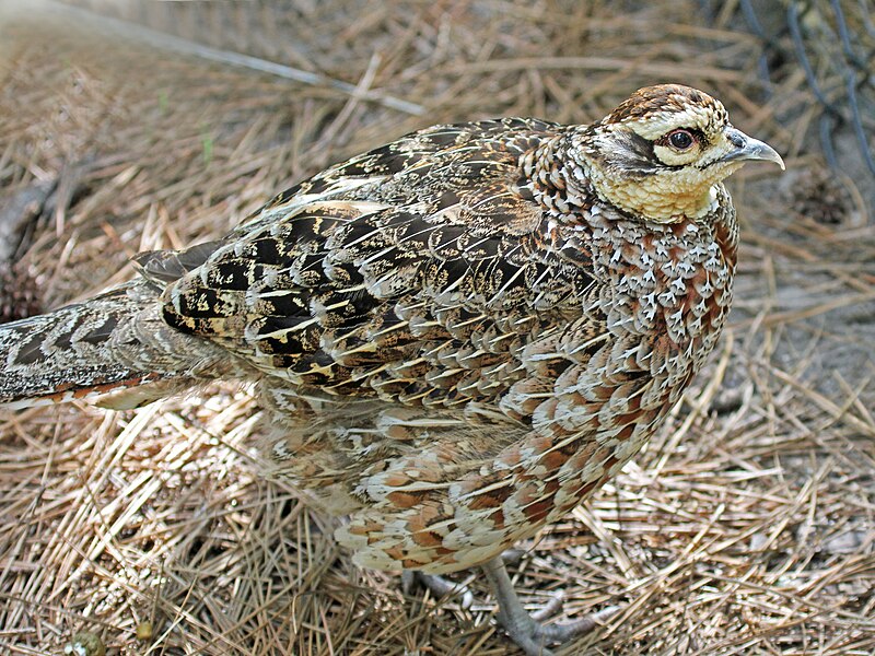 File:Reeve's Pheasant female RWD.jpg