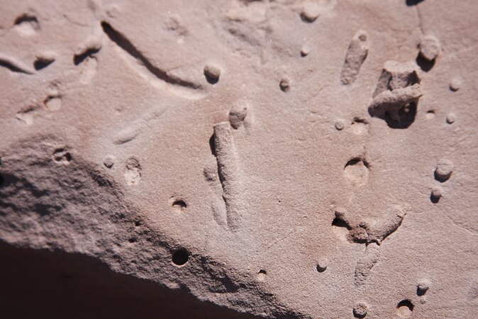 These sedimentary rocks were once the bottom of a water body during the Cretaceous in Neuquén, Argentina (93 million years). The curious structures are the infill of small caves made in the wet mud by ancient invertebrates, later filled by new mud. Photo by Paleoninja