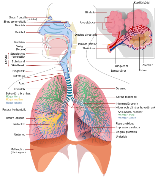 File:Respiratory system complete sv.svg