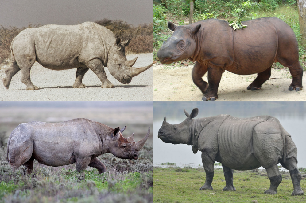 Rhinoceros-avatar