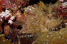 Rhinopias aphanes Lacy scorpionfish Papua New Guinea by Nick Hobgood.jpg