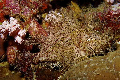 Rhinopias aphanes Lacy scorpionfish Papua New Guinea by Nick Hobgood