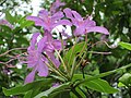 Миниатюра для Файл:RhododendronFlower.JPG