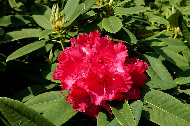 File:Rhododendron 'Britannia' - Sheffield Park and Garden - East Sussex, England - DSC05432.jpg