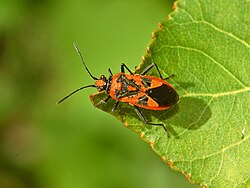 Rhopalidae - Corizus hyoscyami nigridorsum.JPG 