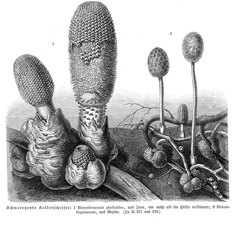 Rhopalocnemis+Helosis sp vMH371.jpg