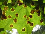 Thumbnail for Rhytismataceae