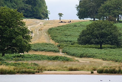 Richmond Park - geograph.org.uk - 2026198