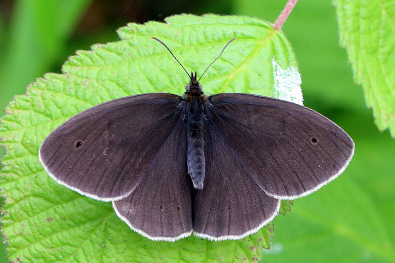 File:Ringlet butterfly (Aphantopus hyperantus) 1 spot newly emerged.jpg