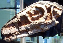 Crâne de Riojasaurus.jpg