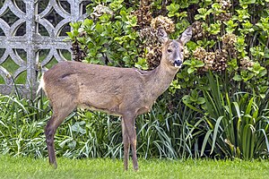 Roe Deer