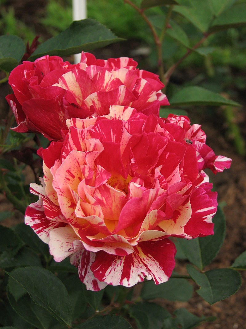 Maurice Utrillo (Rose) – Wikipedia