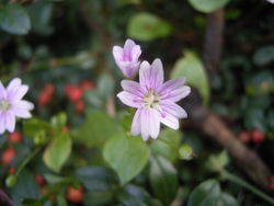 Claytonia sibirica