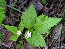 Rubus pubescens 3 (5097948924).jpg