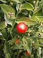 Ruscus aculeatus flowers & fruits