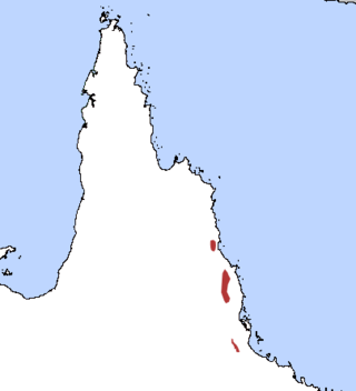 <span class="mw-page-title-main">Tropical antechinus</span> Species of marsupial