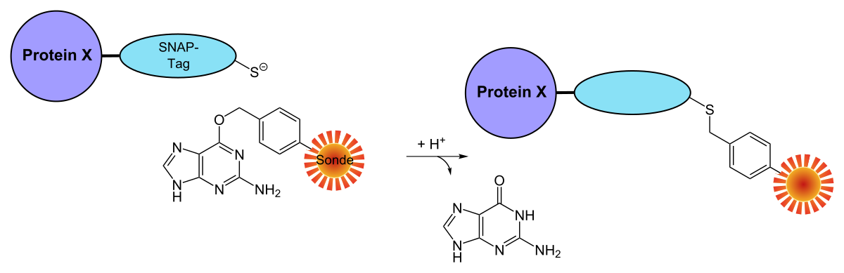 Chemical Tags for Labeling Proteins Inside Living Cells