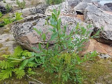 Salix myricoides 47054991.jpg