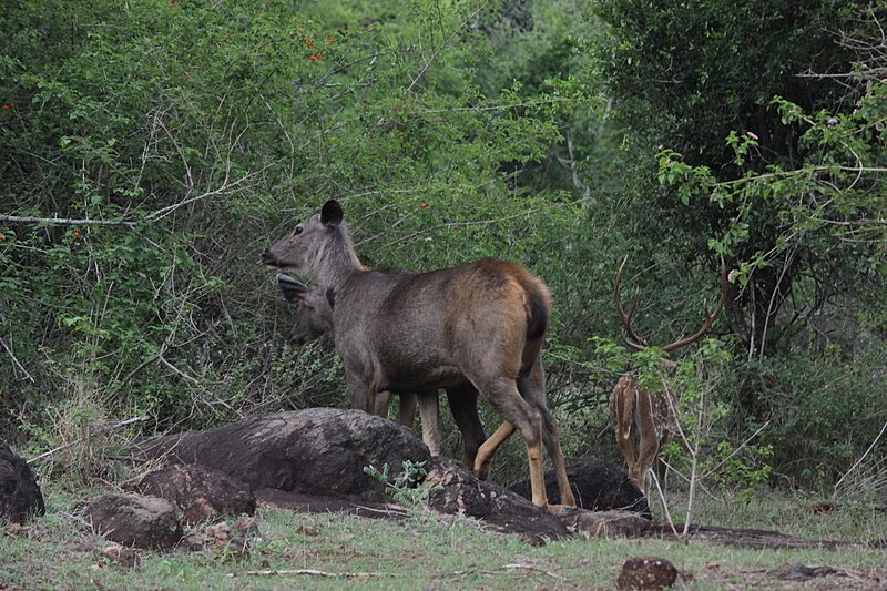 File:Sambar deer and spotted deer - lvm 2016.jpg