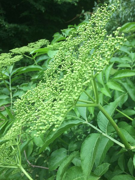 File:Sambucus nigra inflorescentia.JPG