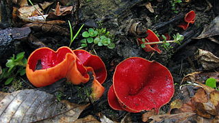 <i>Sarcoscypha austriaca</i> Species of fungus