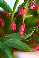 Scarlet Begonia (Begonia coccinea).