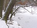 Schlachtensee - Winterlicher Uferweg (Wintry Lakeside Path) - geo.hlipp.de - 33187.jpg