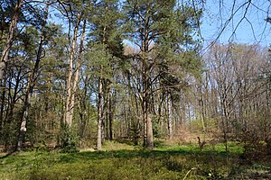 Schleswig-Holstein, Aukrug, Tönsheider Wald NIK 9789.JPG