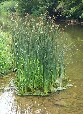 <span class="mw-page-title-main">Bulrush</span> Index of plants with the same common name
