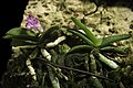 Schoenorchis fragrans