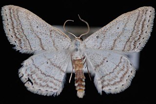 <i>Scopula ancellata</i> Species of geometer moth in subfamily Sterrhinae