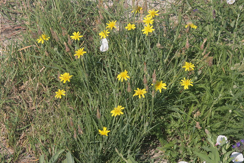 File:Scorzonera cana (Jacquin-Schwarzwurzel) IMG 7493.JPG