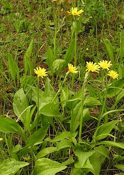 Harjusikojuuri (Scorzonera humilis)