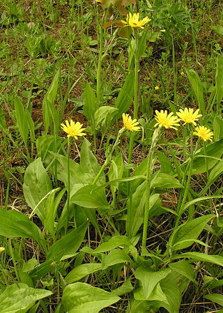 <i>Scorzonera humilis</i> Species of plant