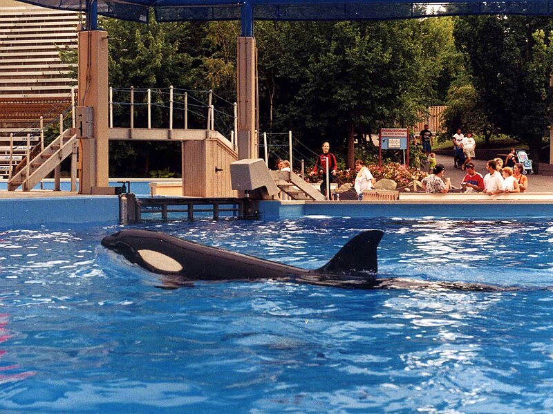 File:SeaWorld Ohio 1999 Shamu.jpg