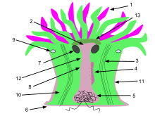 sea anemone anatomy