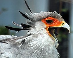 'n Sekretarisvoël by Eagle Heights Wildlife Park, Kent, Engeland.