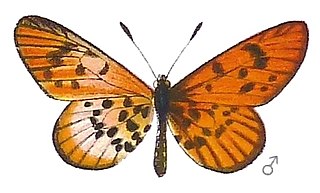 <i>Acraea rohlfsi</i> Species of butterfly