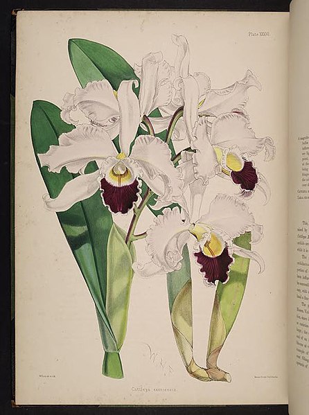 File:Select orchidaceous plants. (Second series) (Plate XXXVI) BHL269728.jpg