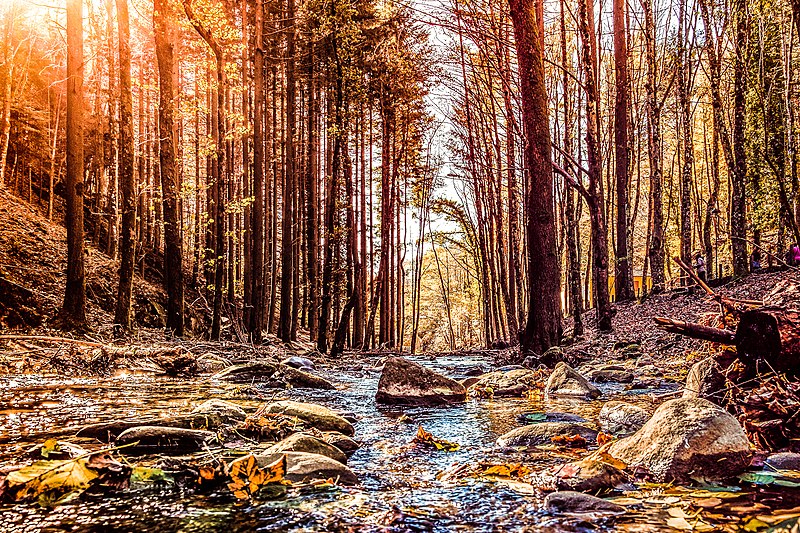 File:Sentieri tra le foreste casentinesi.jpg