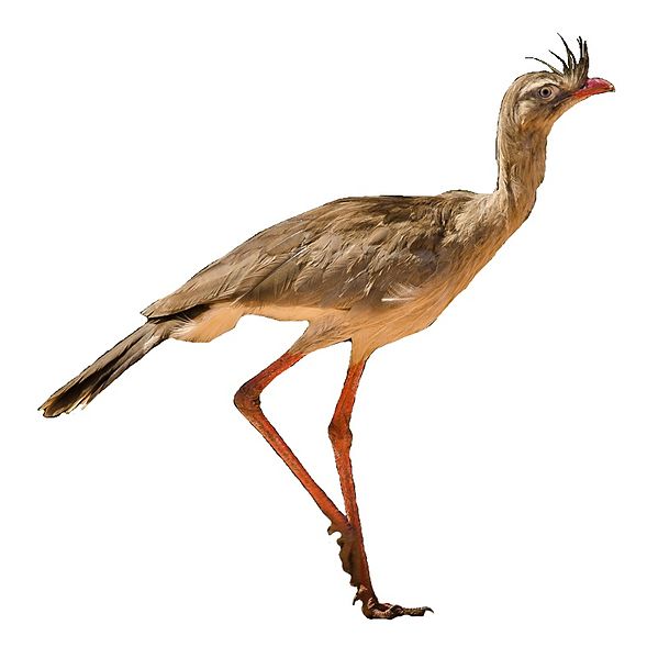 File:Seriema (Cariama cristata) white background.jpg