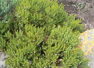 <i>Serruria aemula</i> Species of flowering plant in the family Proteaceae, endemic to South Africa