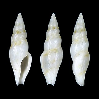 <i>Otitoma porcellana</i> Species of gastropod