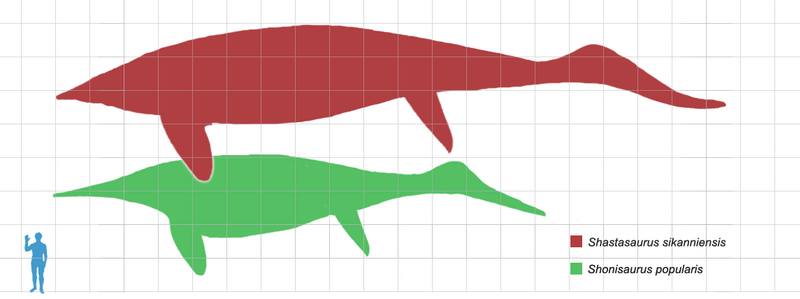 File:Shonisaurus scale mmartyniuk.png