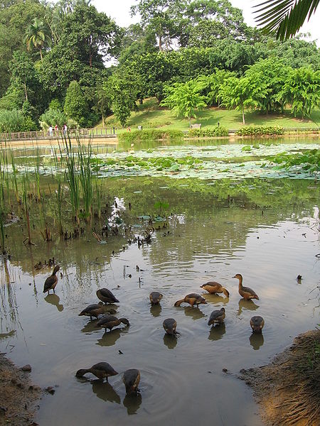 File:Singapore Botanic Gardens, Symphony Lake 9, Sep 06.JPG