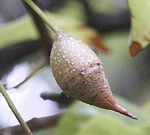 Sinojackia rehderiana fruit.jpg