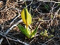 Skunk Cabbage sprouting in the Tsimpsean Peninsula.jpg