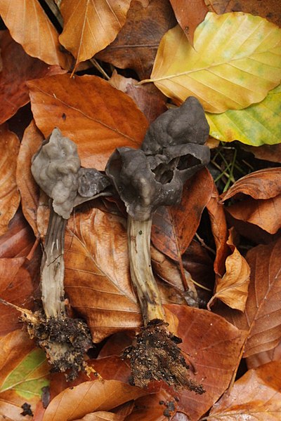 File:Slate Grey Saddle - Helvella lacunosa (37627441715).jpg